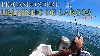 PESCANDO SOBRE UM quotNINHOquot DE SARGOS PARTE II WHITE SEA BREAM  鲷鱼白鲷  Brema دنيسدنيس الصيد سيرجوس [upl. by Acsisnarf]