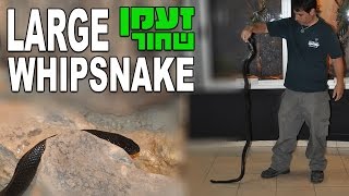 זעמן שחור Large Whipsnake Coluber jugularis [upl. by Nickolaus121]