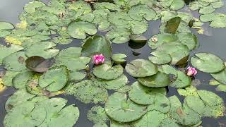 Ascott House amp Garden Buckinghamshire 🇬🇧 UK August 2020 [upl. by Croft]