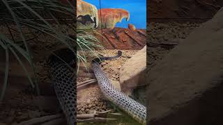 Tiger Snakes Skin Shedding Process [upl. by Nyssa]