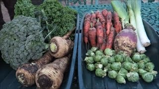 Pruning Ground Cover Conifers Harvesting Winter Vegetables [upl. by Nnylatsirk]