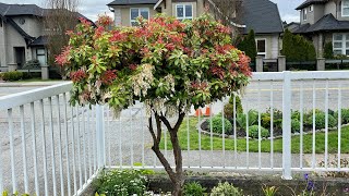 Pieris Japonica In Blooms  April 30 2023 [upl. by Land]