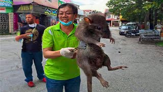 Top 10 Roedores Más Grandes e Impresionantes del Mundo 🐀​ RATAS GIGANTES 🐀​ [upl. by Retloc]