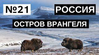 21 Остров Врангеля Россия [upl. by Skipp748]