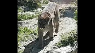 Il fantastico Parco Zoo Falconara [upl. by Cairns]