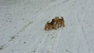 Snow and Lakeland Terriers [upl. by Zavala]