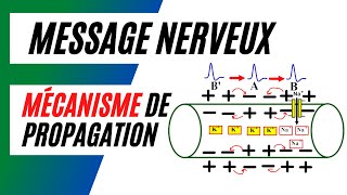 Comment se fait la propagation du message nerveux sur une fibre nerveuse [upl. by Tegan]