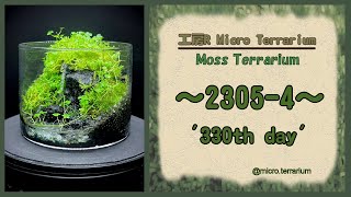 Moss Terrarium ～23054～ Long Ver コケリウム terrarium 苔テラリウム 苔 moss [upl. by Rory258]