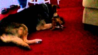 Mini dachshund puppy vs german shepherd [upl. by Zzaj]