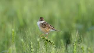 棕扇尾莺 Zitting Cisticola [upl. by Anilam]