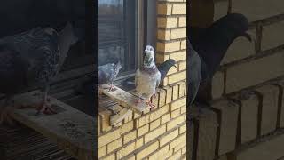 birds birdsong nature birdrelaxingmusic الشعبالصينيمالهحل حمام طيور pigeon ترند اكسبلور [upl. by Norved]