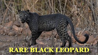 Rare Black Leopard Is Spotted After Coming Out For Water Of Extreme Heat In India [upl. by Edmunda]