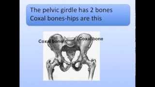 Pectoral and Pelvic Girdles Song Shoulder and Hips [upl. by Tabina873]