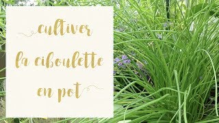 Réussir la ciboulette en pot  SERIE Aromatiques en pot  Astuce jardinage [upl. by Tiram]