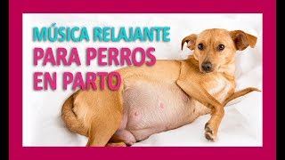 MÚSICA RELAJANTE PARA PERROS EN PARTO [upl. by Rtoip]