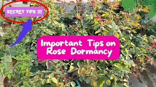 Dormancy Care of Rose Plant 🙏🏻🌿🌹🌹💞 [upl. by Anniala]