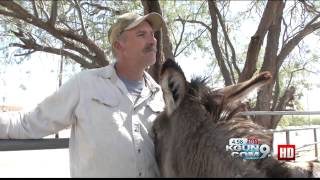 Hoofprints of the Heart makes biggest donkey rescue [upl. by Favrot156]