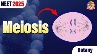 Meiosis  Cell Division  NEET Botany  NEET 2025 srichaitanyagosala [upl. by Llerrahs]