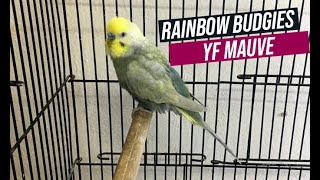 Rainbow Budgies Mutation  Yellow and Golden Face Mutations  Mauve YF Rainbow [upl. by Eseela932]