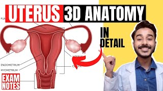 uterus anatomy 3d  parts of uterus anatomy  anatomy of uterus ligaments anatomy [upl. by Adaj940]