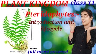 plant kingdom pteridophytes  full introduction and lifecycle  neet  class 11 ncert [upl. by Arocet]