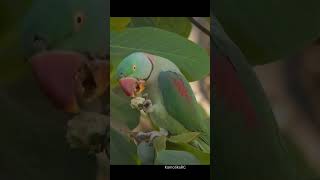 Alexandrine parakeet feeding on an Indian almond fruit parakeet feeding shorts birdphotography [upl. by Dianthe]