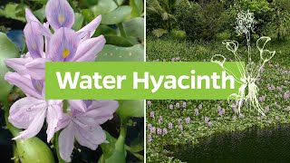 Water hyacinth Pontederia crassipes  Plant Identification [upl. by Idroj]