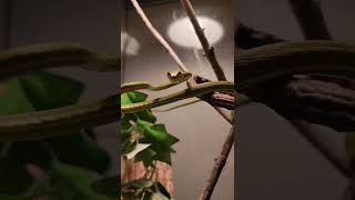 The judgemental shoelace Vine or snake vinesnake judgemental reptiles derpy venomoussnakes [upl. by Aiek999]