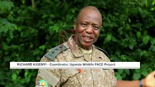 UWA launches income projects to reduce Kibale wildlife conflict [upl. by Fredrika]