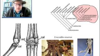 GEO 6350 Vertebrate Paleontology Lecture 15 Archosauromorphs [upl. by Tedra94]