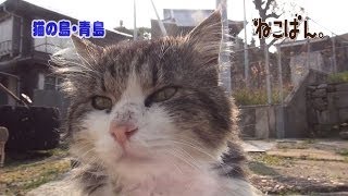 ねこばん2014年５月号「愛媛の猫島 青島特集」Japanese Cat island Aoshima編 [upl. by Pancho]