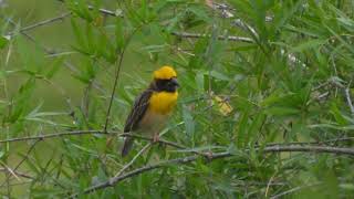 Baya Weaver Ploceus philippinus [upl. by Ydniahs918]