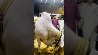 White Nukra❤️🫀shortvideos shortreels viralvideo shokingknowladge karachibull pakistan [upl. by Isolt778]