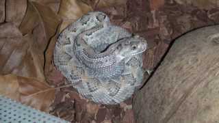 Rare Endangered Rattlesnake Eats a Mouse [upl. by Hterag340]