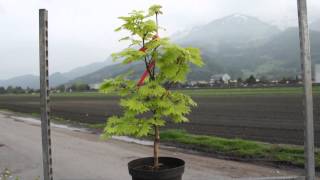 Japanischer Goldahorn  Acer shirasawanum Aureum [upl. by Onig]