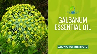 Galbanum Essential Oil  Uses and Benefits [upl. by Amsirp]