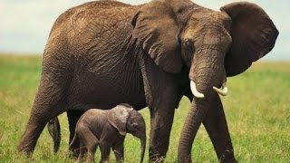 Borneos Pygmy Elephants animal planet 2016 Nature documentary Discovery channel documentaries [upl. by Tilden]