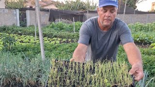 PLANTANDO CEBOLINHA DE BANDEJA EM MINHA HORTA  Hortaliças Azeredo [upl. by Solokin582]