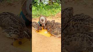 Simple Quail Trap  Quail Trap shorts [upl. by Blanchard771]