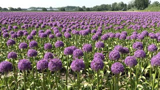 Allium Globemaster purple Allium fields  FarmerGracycouk [upl. by Ingraham]