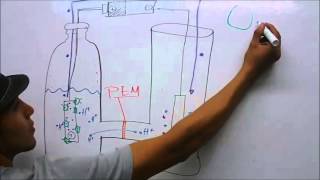 Celda de combustible microbiana MFC  Video explicativo [upl. by Ubald]