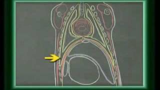 ANATOMÍA VETERINARIA  cavidad torácica canino 1 [upl. by Alial]