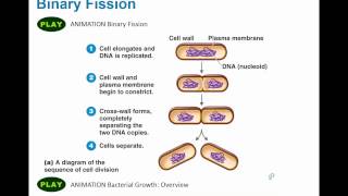 DNA Replication Updated [upl. by Magnuson]