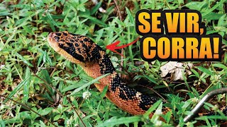 TOP 10  Cobras Mais Peçonhentas do Brasil [upl. by Hibben643]