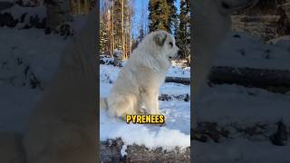 Great Pyrenees  The perfect guardian dog guarddog dog [upl. by Neyut755]