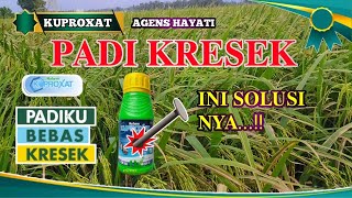 Penyakit Kresek pada Tanaman Padi dan hawar daun bakteri [upl. by Ycnalc56]