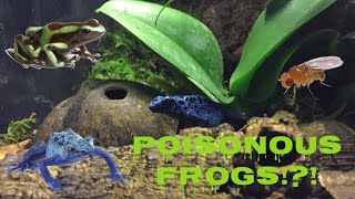 Bioactive Poison Dart Frog Tank amp Feeding [upl. by Londoner]