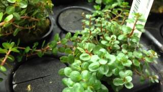 Rotala Rotundifolia in our grow tanks [upl. by Jarred]