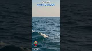 Knysna Whale Watching Tours on Garden Route [upl. by Adelheid]