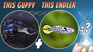 Endler Cross Guppy Breeding  Yellow Tiger Endler amp Metal Black Lase Guppies [upl. by Niran551]